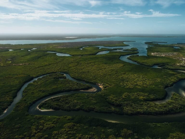 humedal manglares